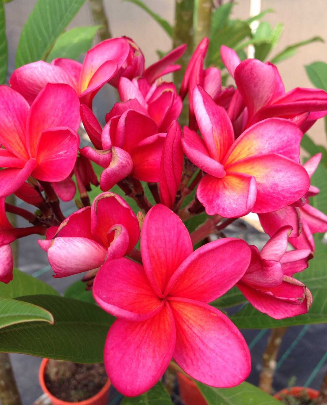 Frangipani-Varieties` – Bigga Trees