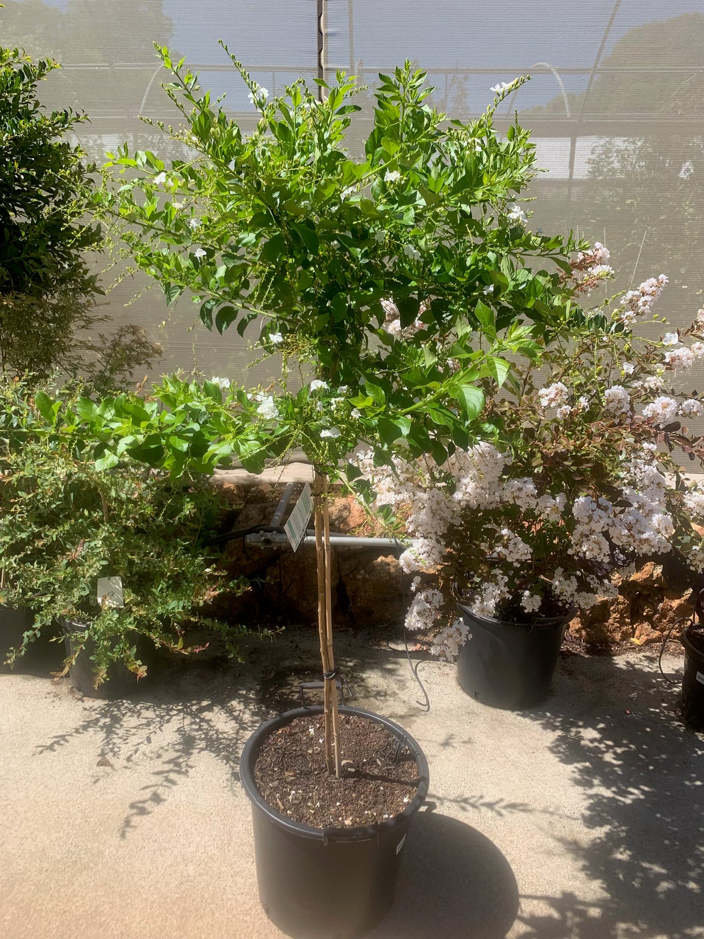 Duranta Erecta Alba 30lt