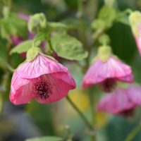 Abulilon Lucky Lantern Pink 175mm