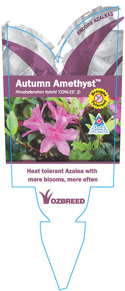 Azalea Encore Amethyst 17cm