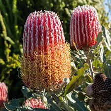 Banksia Menziesii 5lt