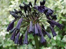 Agapanthus Black Magic 140ml