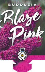 Buddleja Blaze Pink 180ml