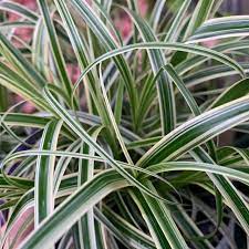 Carex Feather Falls 140mm