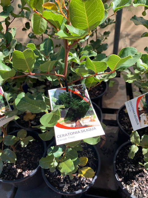 Ceratonia Siliqua Carob Tree 8lt