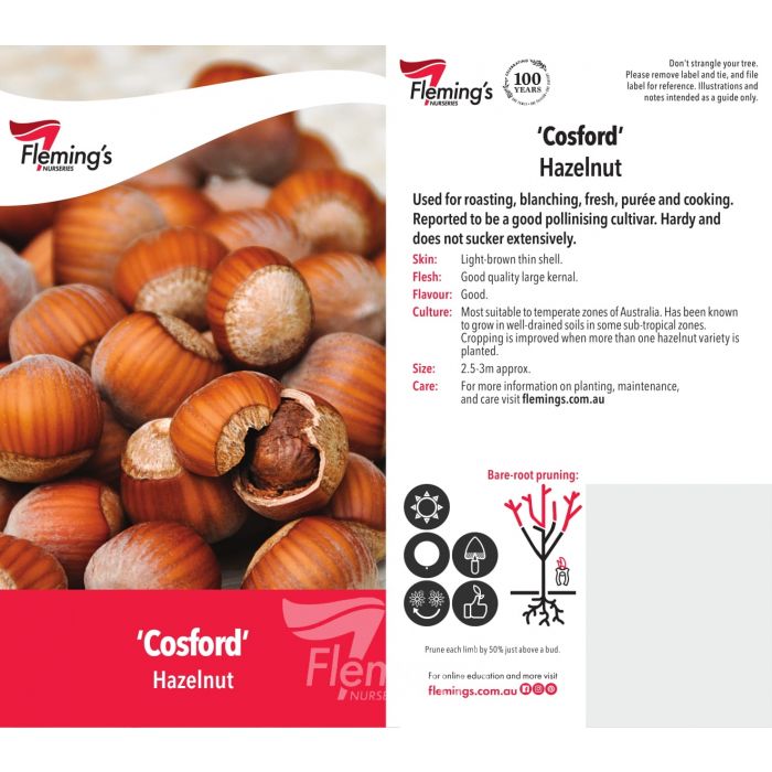 Cosford Hazelnut bare root Bigga Trees