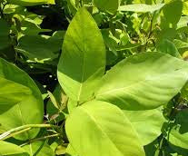 Dendrolobium Umbellatum Aurea 30lt