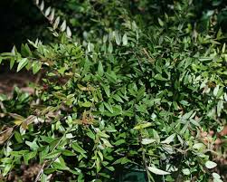 Austromyrtus (midyim Berry) 175mm