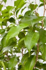 Ficus Benjamina Wintergreen 50lt