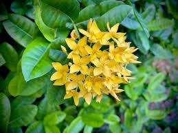 Ixora Coccinea Golden Gem 140mm