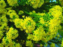 Euryops Golden Glow 175mm