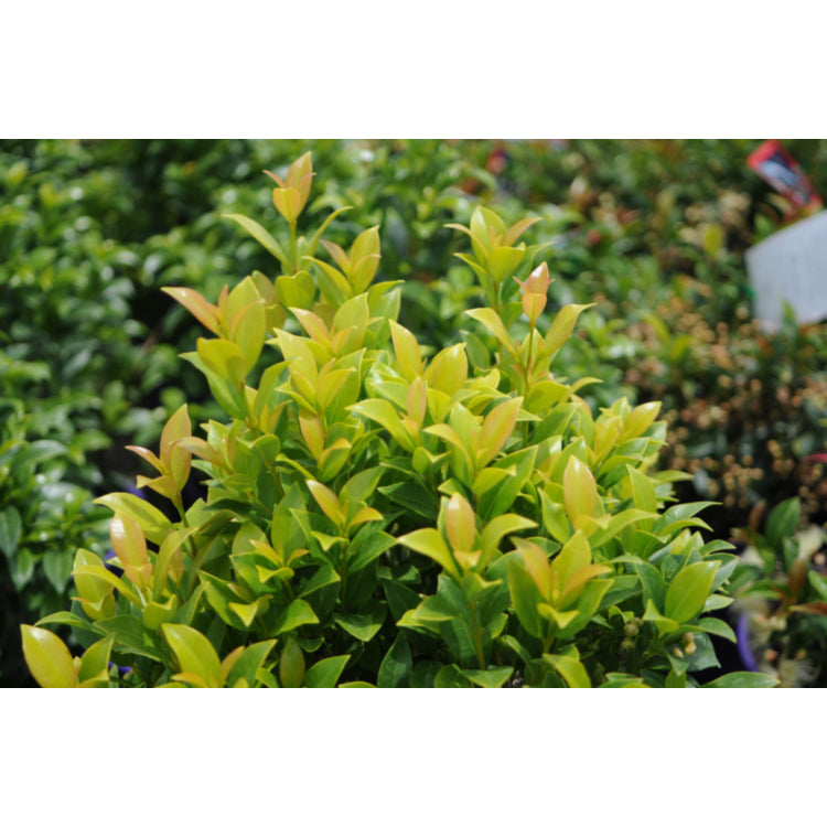 Syzygium Hinterland Gold 5lt
