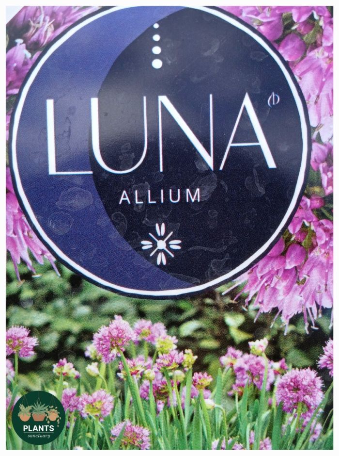 Alluim Luna 17cm