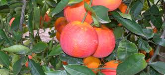 Maltese Blood Orange 24lt