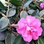 Camellia Marge Miller 5lt