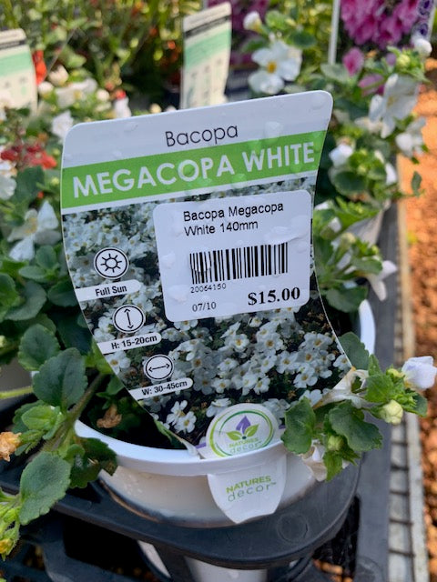 Bacopa Megacopa White 140mm