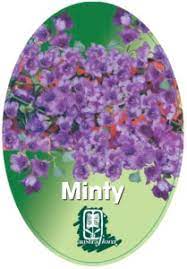 Prostanthera Sieberi Minty 175mm