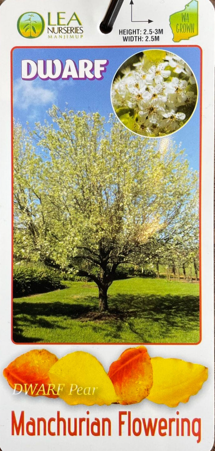 Dwarf Manchurian Pear 50lt