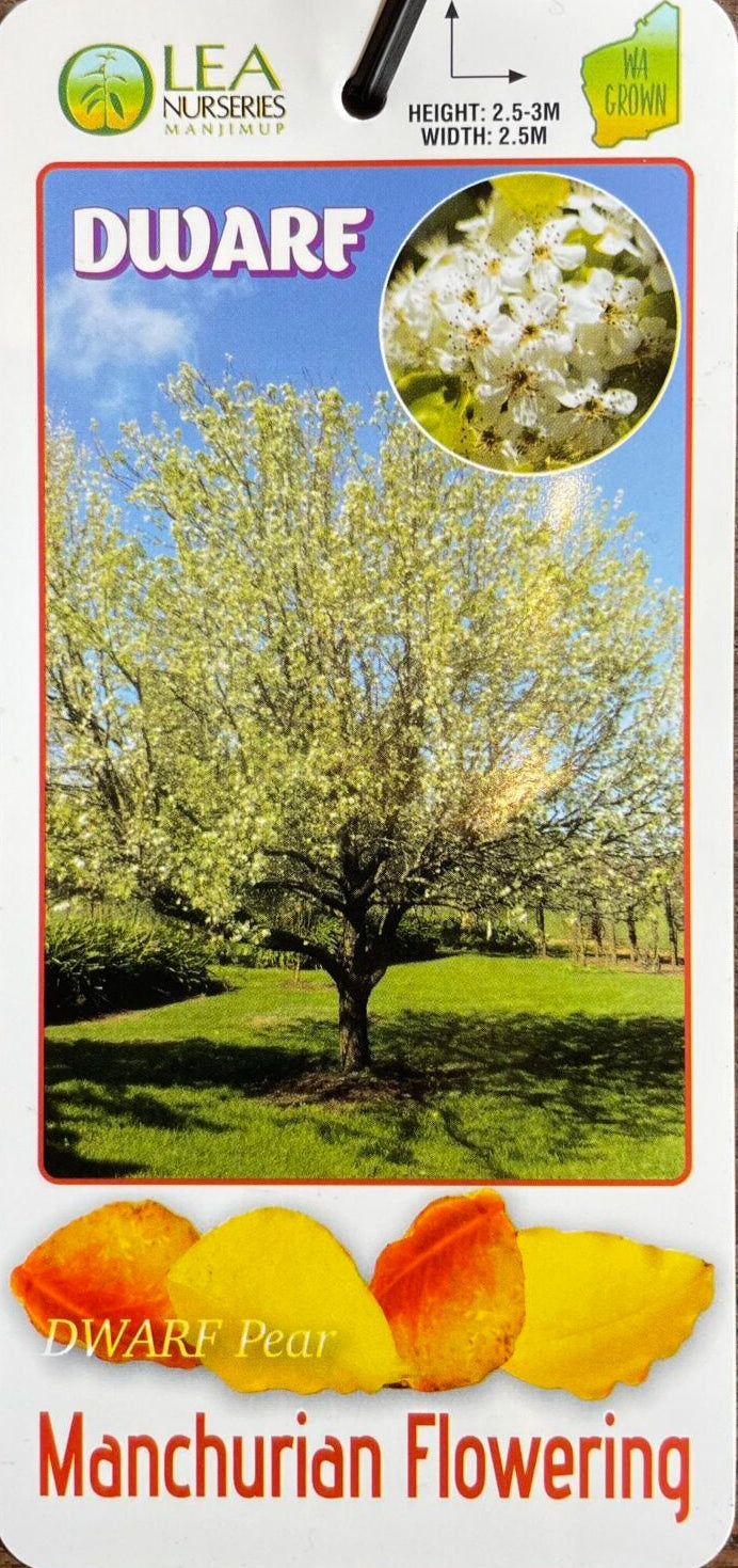 Dwarf Manchurian Pear 30lt
