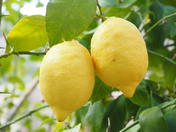 Fino Lemon 24lt