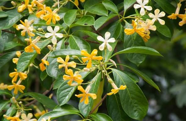 Humenosporum Gold Nugget 25cm