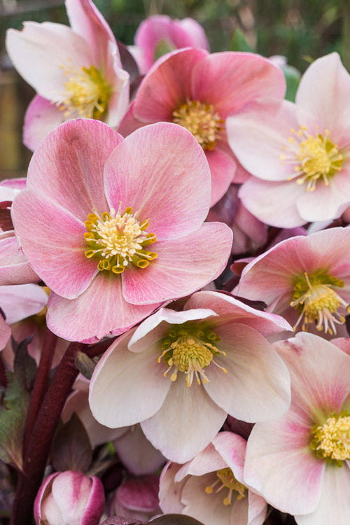 Helleborus Pink Frost 175mm