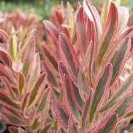 Jester Leucadendron 140mm