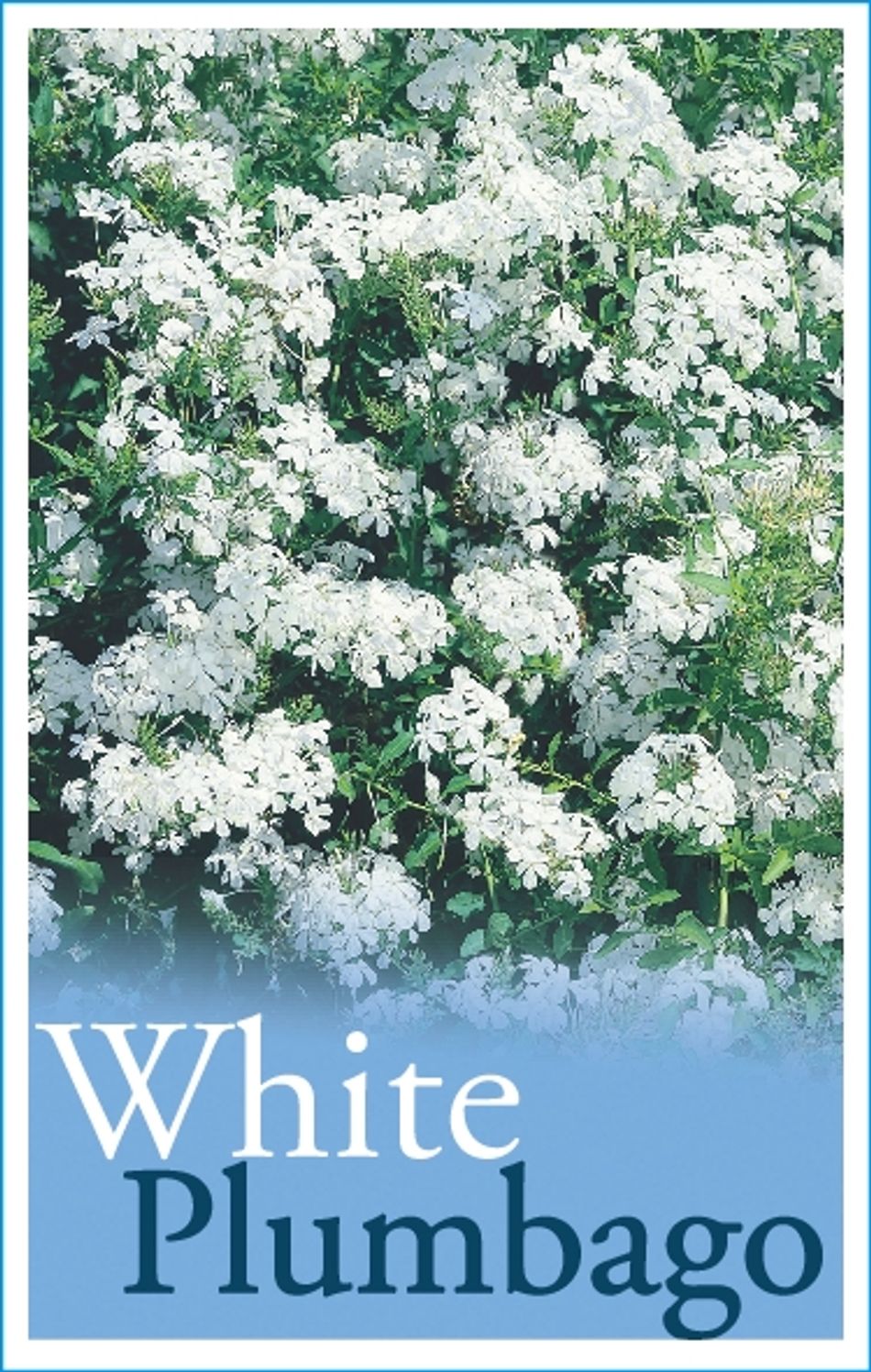 Plumbago White 140mm