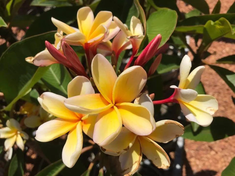 Qld Don's Yellow 18lt
