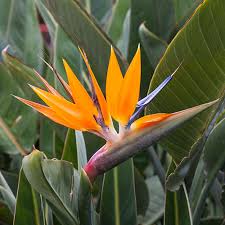 Strelitzia Reginae 30lt