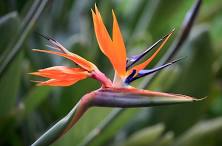 Strelitzia Reginae 17cm