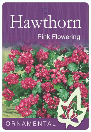 Crataegus Hawthorn Rosea-plena 28lt