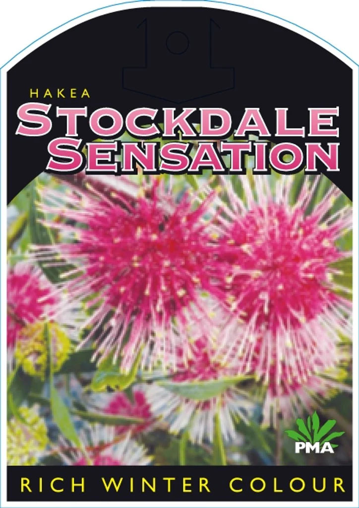 Hakea Laurina Stocktake Sensation 30lt