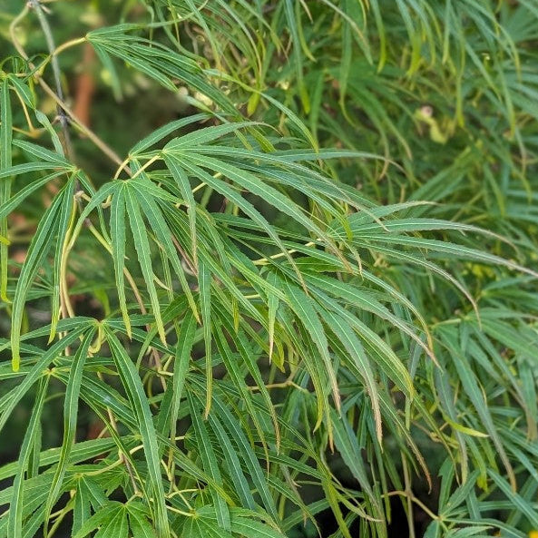 Acer Palmatum Scolopendrifolium 200mm