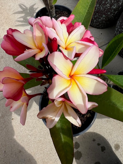 Thai Jade 8lt
