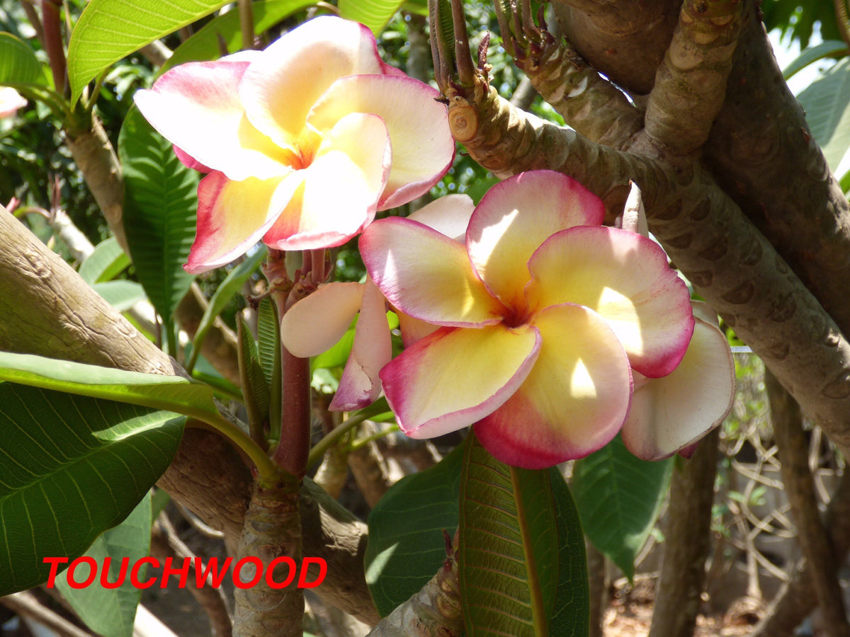 Touchwood 8lt