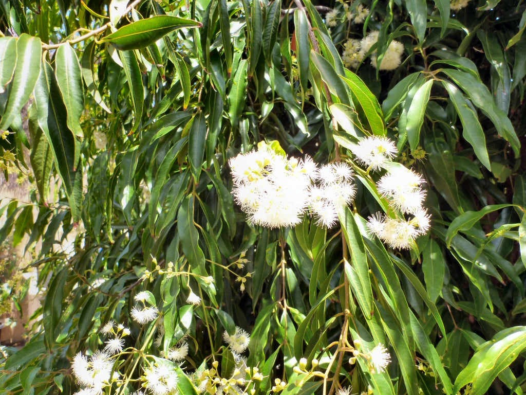 Weeping Lily Pily 50lt