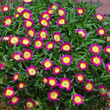Delosperma Hot Pink Wheels Of Wonder 140mm
