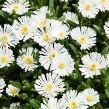 Delosperma White Wheels Of Wonder 140mm