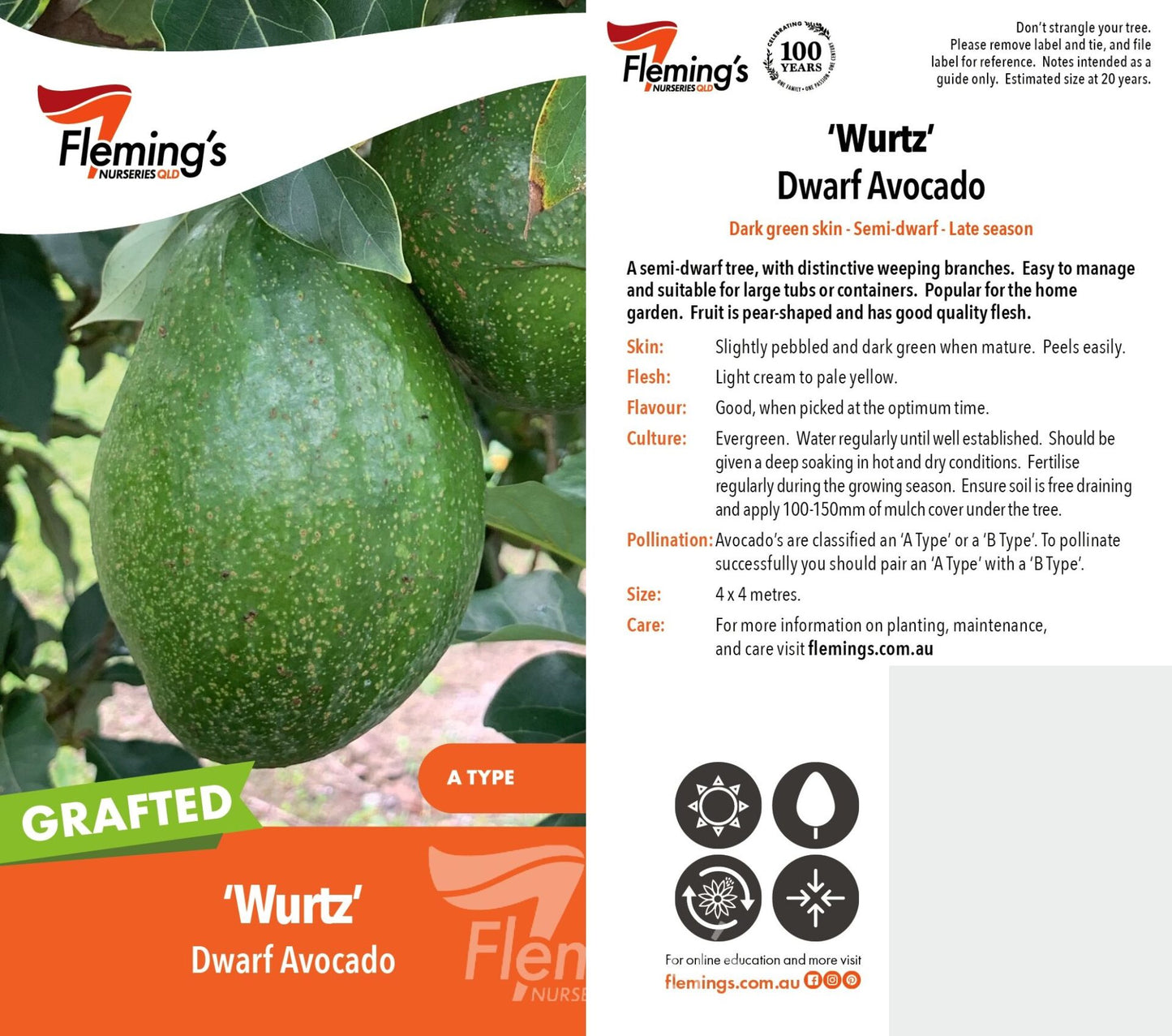 Dwarf Wurtz