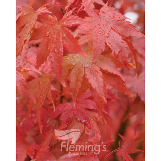 Acer Polymorphum 50lt