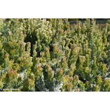 Adenanthos Silver Streak 5lt