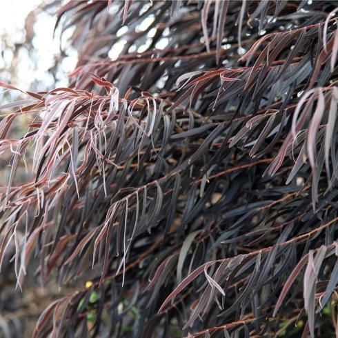 Agonis Flexuosa After Dark 30cm