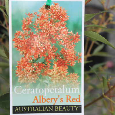 Ceratopetalum Albery's Red 140mm