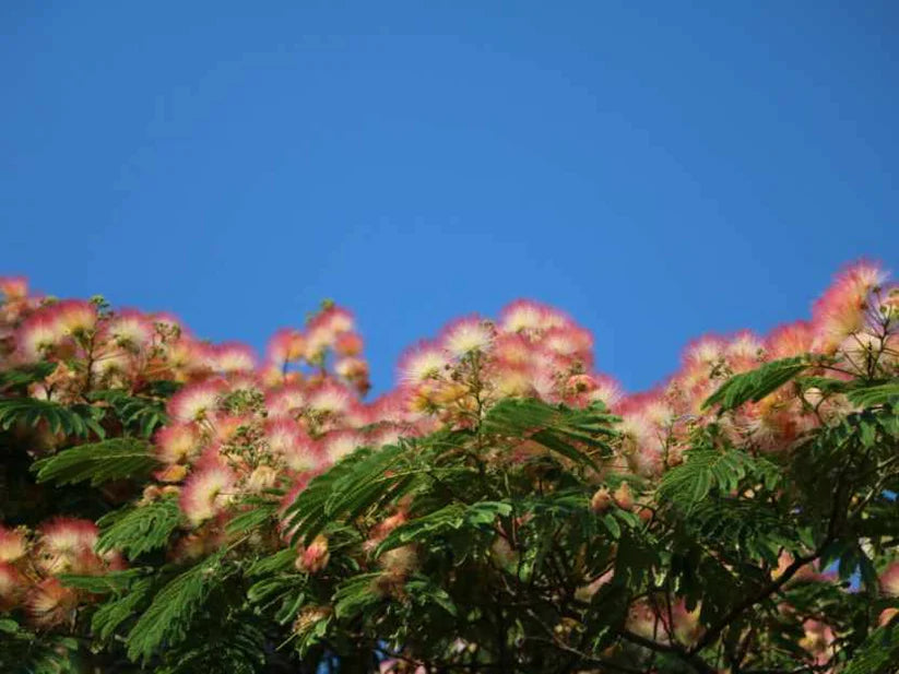 Albizia Julibrissin Rosea 5lt