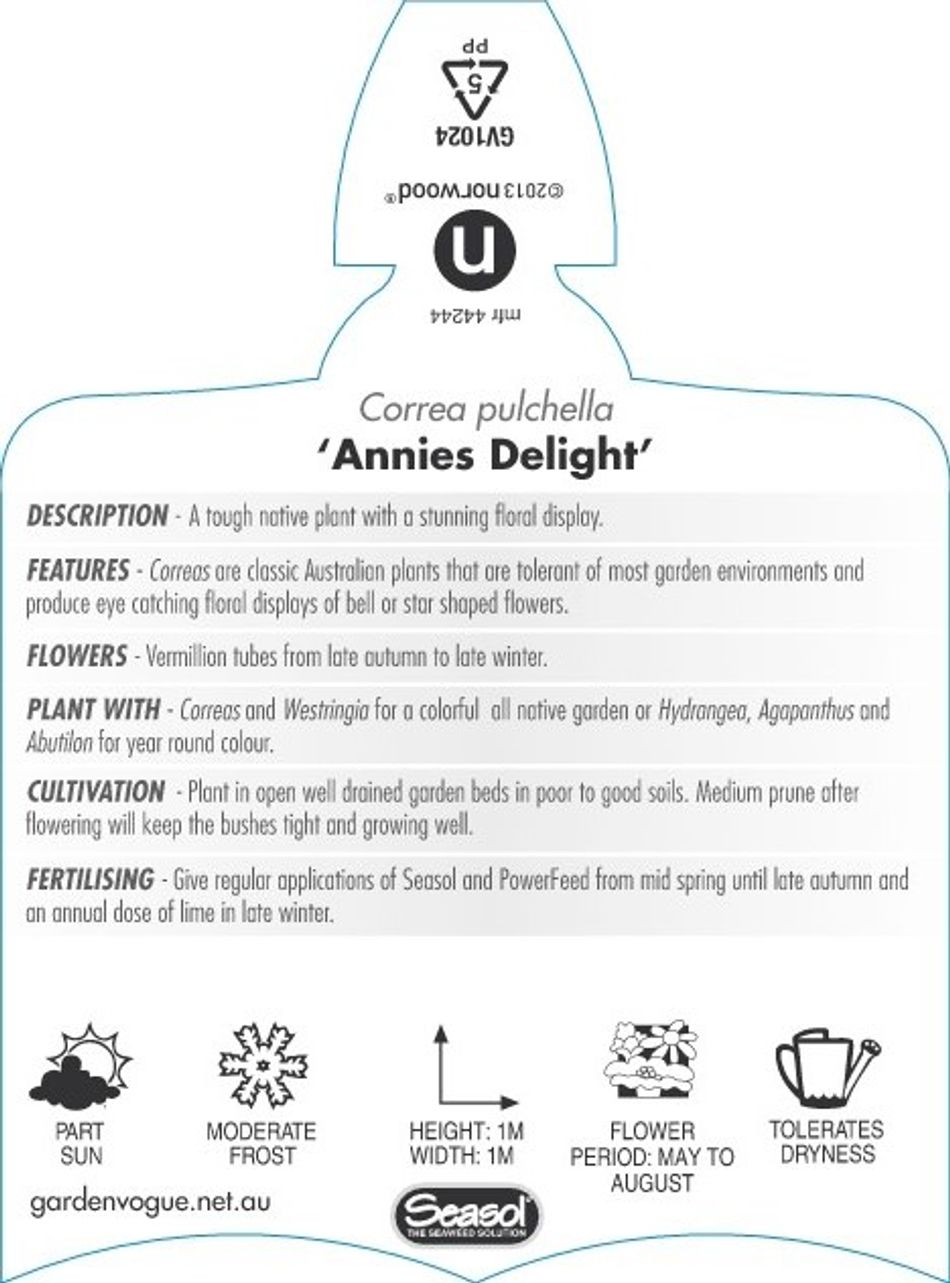 Correa Annie's Delight 14cm