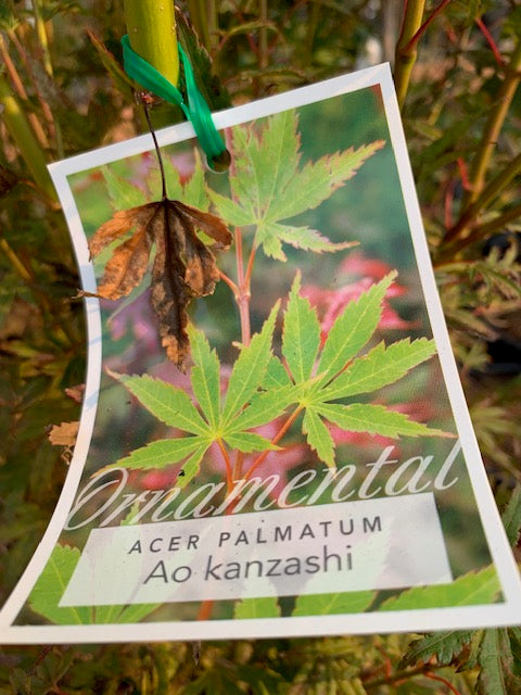 Acer Palmatum Ao Kanzashi 30lt