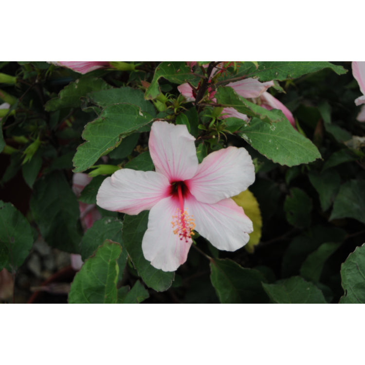 Apple Blossom 30lt