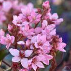 Rhaphiolepis Apple Blossom 8lt