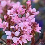 Rhaphiolepis Apple Blossom 140mm
